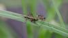 Ptychoptera contaminata